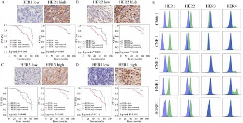 new-drug-shows-promise-against-nasopharyngeal-carcinoma