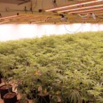oklahoma-bureau-of-narcotics-seizes-4-000-marijuana-plants-in-hughes-county
