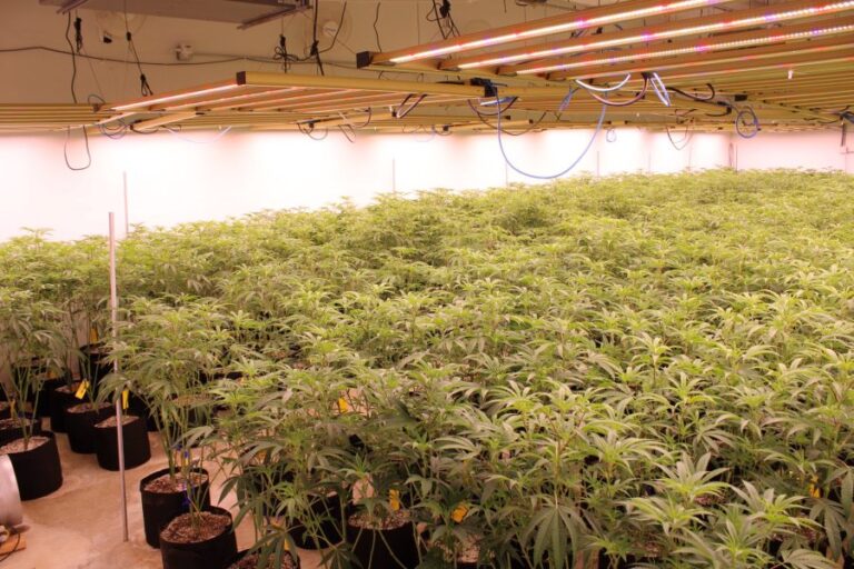 oklahoma-bureau-of-narcotics-seizes-4-000-marijuana-plants-in-hughes-county