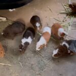 over-400-guinea-pigs-rescued-from-eviction-crisis-in-la