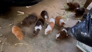 over-400-guinea-pigs-rescued-from-eviction-crisis-in-la