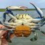 parasitic-worms-could-aid-in-reviving-blue-crab-populations