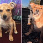 rescue-dog-transforms-after-surviving-abuse-as-bait-animal