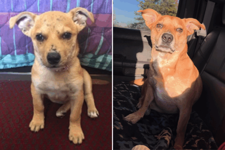 rescue-dog-transforms-after-surviving-abuse-as-bait-animal