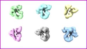 researchers-uncover-key-protein-folding-mechanism-in-cells