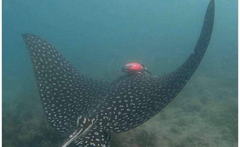 Researchers Unveil New Tracking Method for Elusive Stingrays