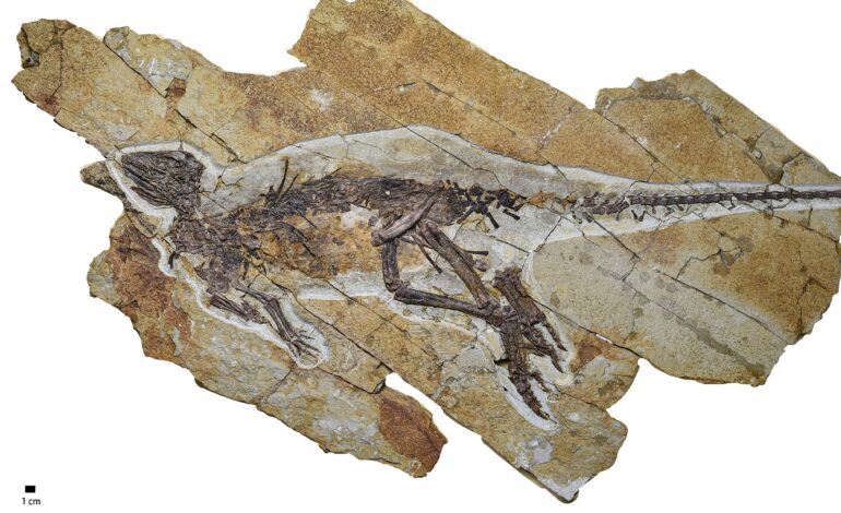 Scientists Uncover Dinosaur with Birdlike Vocal Features