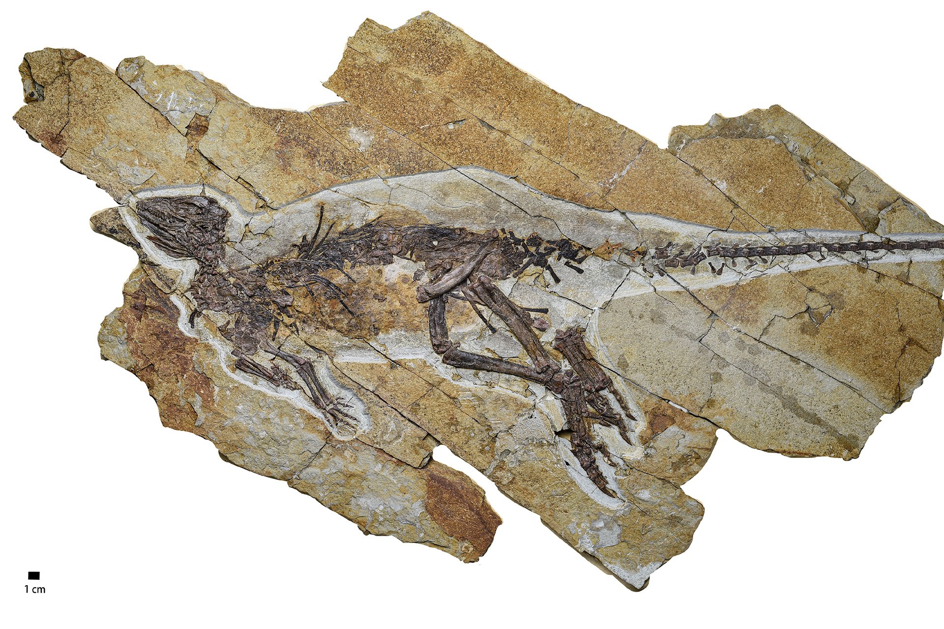 Scientists Uncover Dinosaur with Birdlike Vocal Features