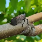 spotted-lanternflies-surge-in-nyc-what-you-need-to-know-now
