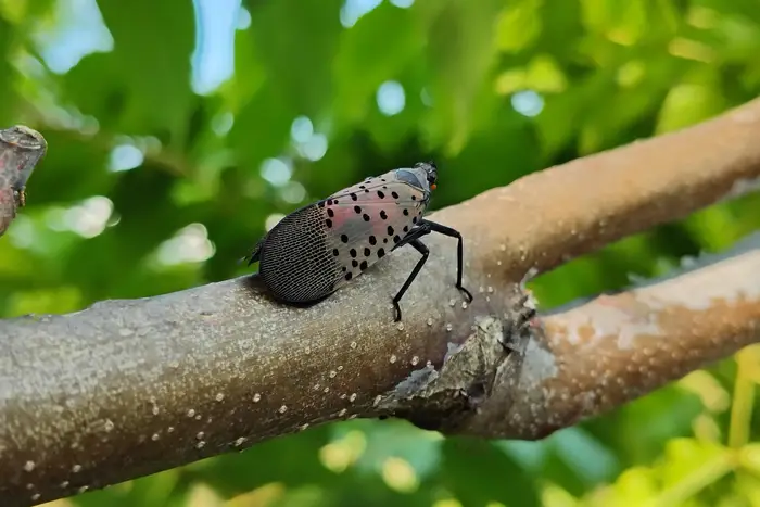 spotted-lanternflies-surge-in-nyc-what-you-need-to-know-now
