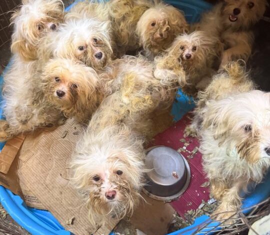 Stroud Man, 83, Faces 408 Charges in Puppy Mill Scandal