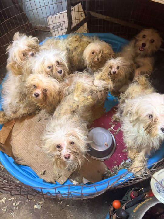 Stroud Man, 83, Faces 408 Charges in Puppy Mill Scandal