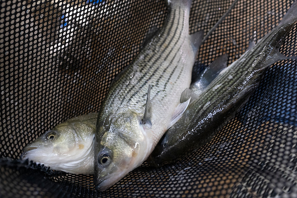 Texas Aquaculture Thrives with Growth Across Diverse Sectors
