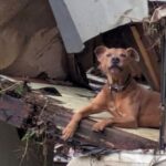 texas-flood-rescue-dog-named-superman-inspires-hope-for-pets