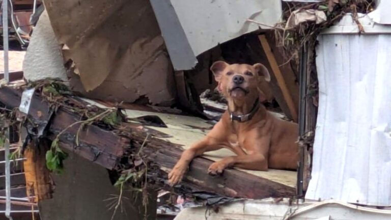 texas-flood-rescue-dog-named-superman-inspires-hope-for-pets