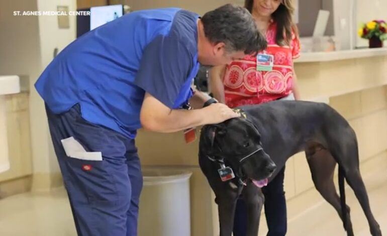 Therapy Dogs Bring Joy to Patients at St. Agnes Medical Center