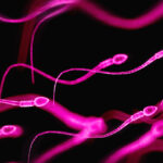 understanding-seminal-plasma-hypersensitivity-a-hidden-allergy