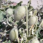 unveiling-the-explosive-secrets-of-the-squirting-cucumber-s-seed-dispersal