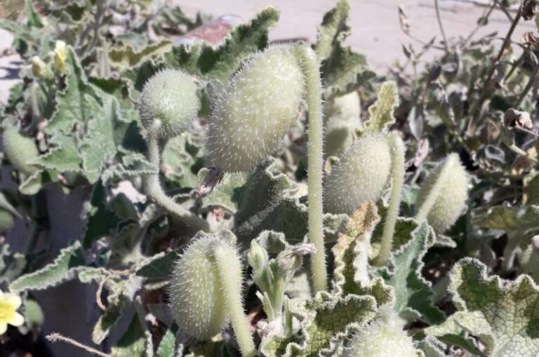 unveiling-the-explosive-secrets-of-the-squirting-cucumber-s-seed-dispersal
