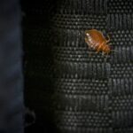 urgent-alert-bed-bug-infestations-rise-what-you-must-know-now