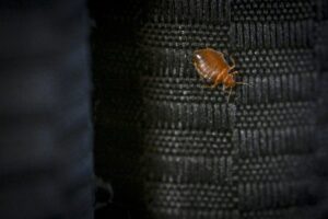 urgent-bed-bug-infestations-surge-nationwide-here-s-what-to-do