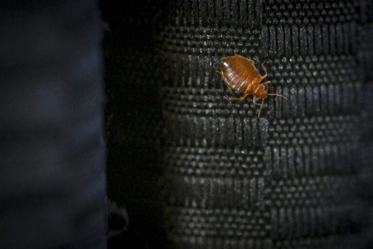 urgent-bed-bug-infestations-surge-nationwide-here-s-what-to-do