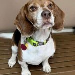 urgent-call-bugle-the-beagle-seeks-forever-home-today-