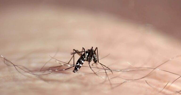 urgent-colorado-man-hospitalized-as-west-nile-virus-cases-surge