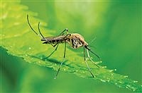urgent-mosquito-abatement-scheduled-for-carson-city-on-july-23