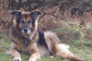 Urgent Tribute Launched for Beloved Assistance Dog Samson