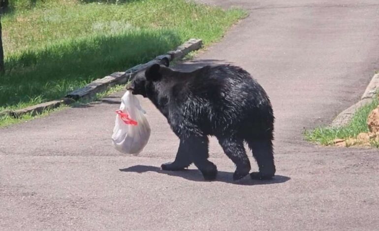 Urgent Warning: Aggressive Bear Sighted in West Durango