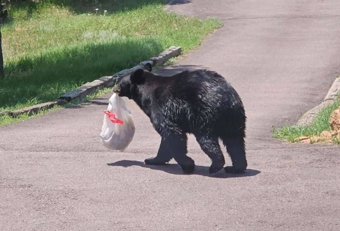 Urgent Warning: Aggressive Bear Sighted in West Durango