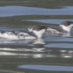 washington-proposes-continued-protection-for-marbled-murrelet