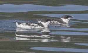 washington-proposes-continued-protection-for-marbled-murrelet