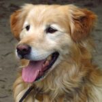 why-shaving-long-haired-dogs-in-summer-can-be-harmful