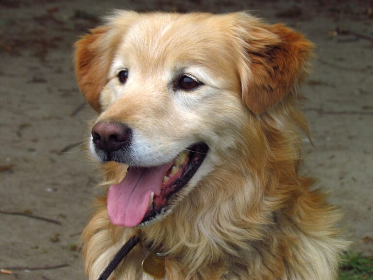 why-shaving-long-haired-dogs-in-summer-can-be-harmful