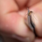 williamson-county-confirms-first-human-west-nile-virus-case-of-2025