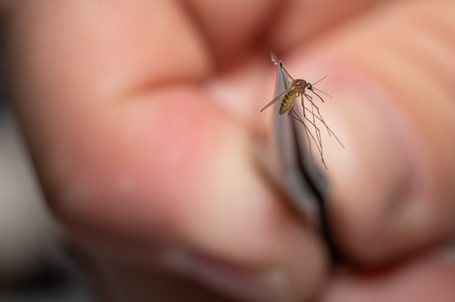 williamson-county-confirms-first-human-west-nile-virus-case-of-2025