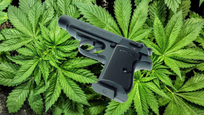 11th Circuit Revives Challenge Against Federal Gun Ban for Medical Cannabis Users