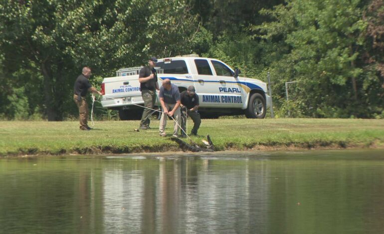Alligator Captured Near Mississippi School After Shocking Sighting