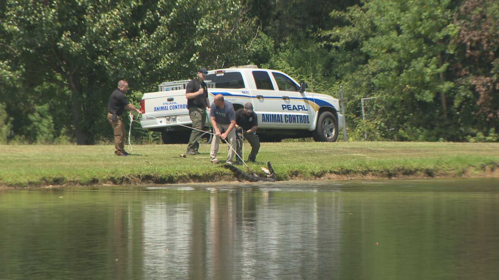 Alligator Captured Near Mississippi School After Shocking Sighting