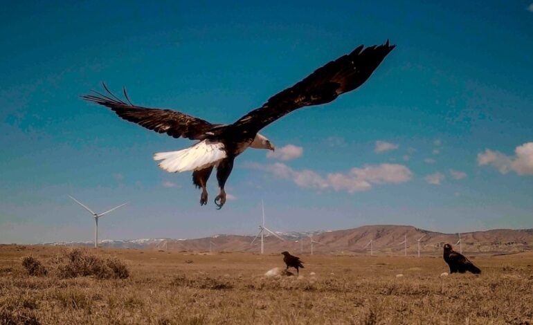 Biden’s Wind Energy Rules Raise Concerns Over Eagle Conservation
