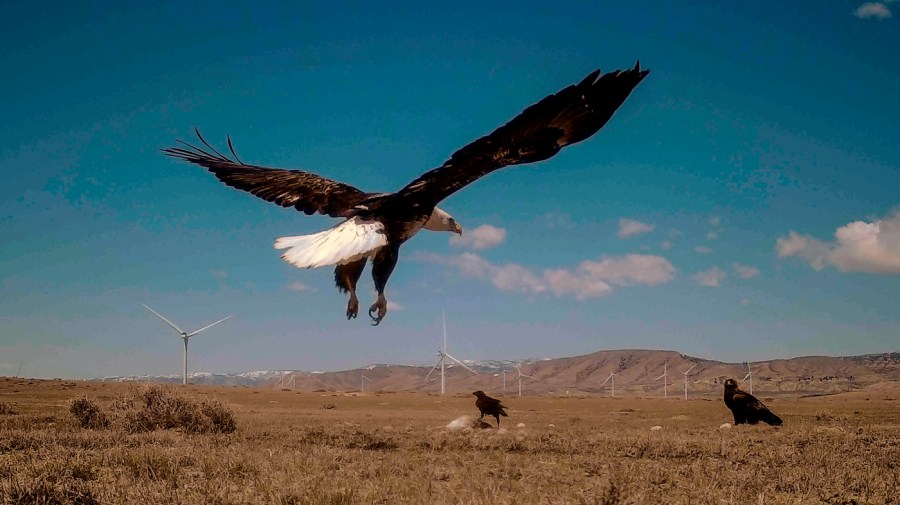 Biden’s Wind Energy Rules Raise Concerns Over Eagle Conservation