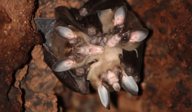 Carnivorous Bats Exhibit Affectionate Behavior in Costa Rica