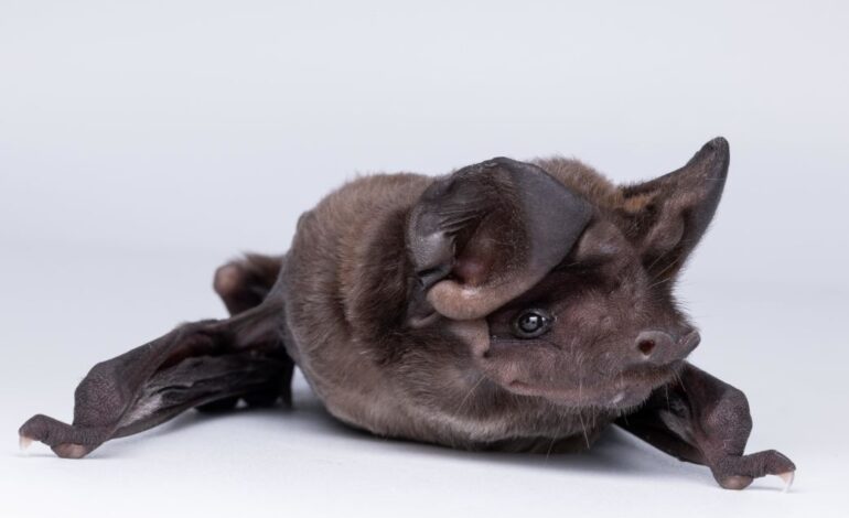 Conservationist Fights for Bats, Nature’s Unappreciated Allies