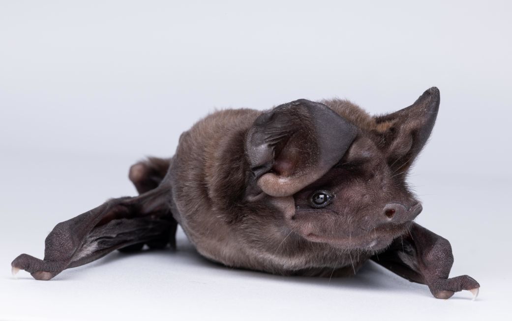 Conservationist Fights for Bats, Nature’s Unappreciated Allies