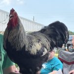 Cooper County Fair 2025 Kicks Off with Exciting Events Today