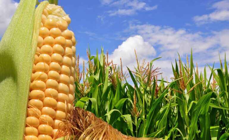 Crowded Corn Fields Trigger Gas Release for Defense