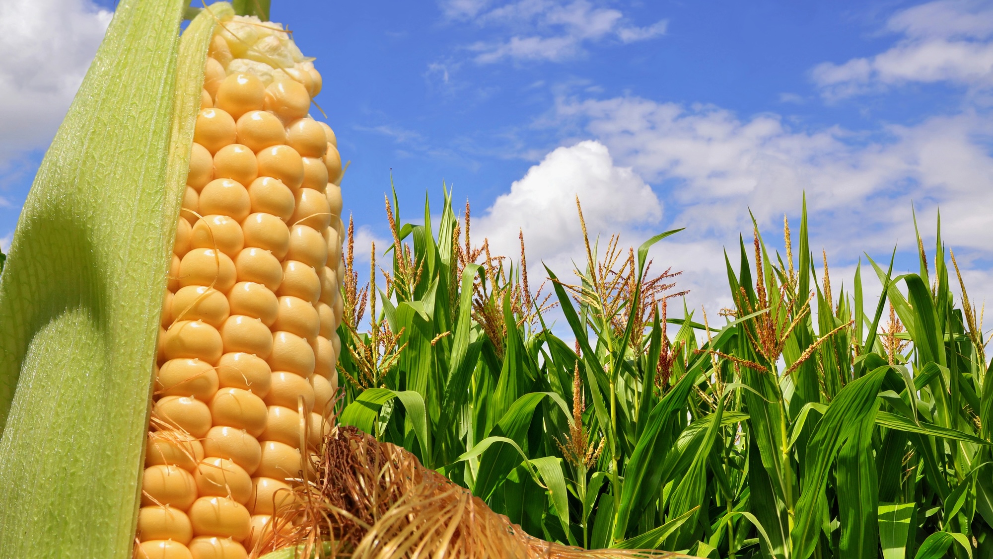 Crowded Corn Fields Trigger Gas Release for Defense