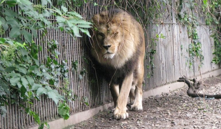Denmark Zoo Seeks Unwanted Pets for Predators’ Diets